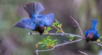 Bird Magic Photography