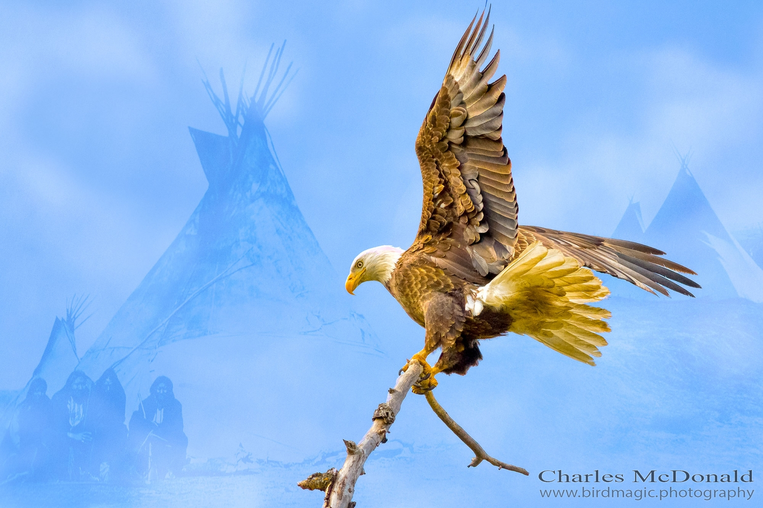 Bald Eagle