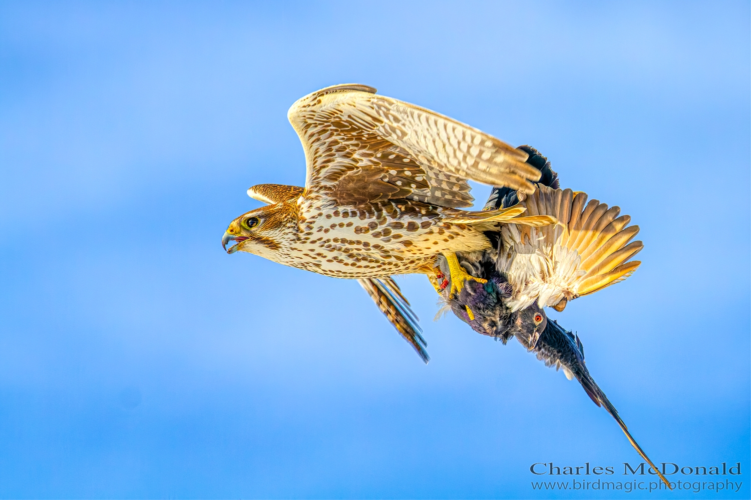 Prairie Falcon