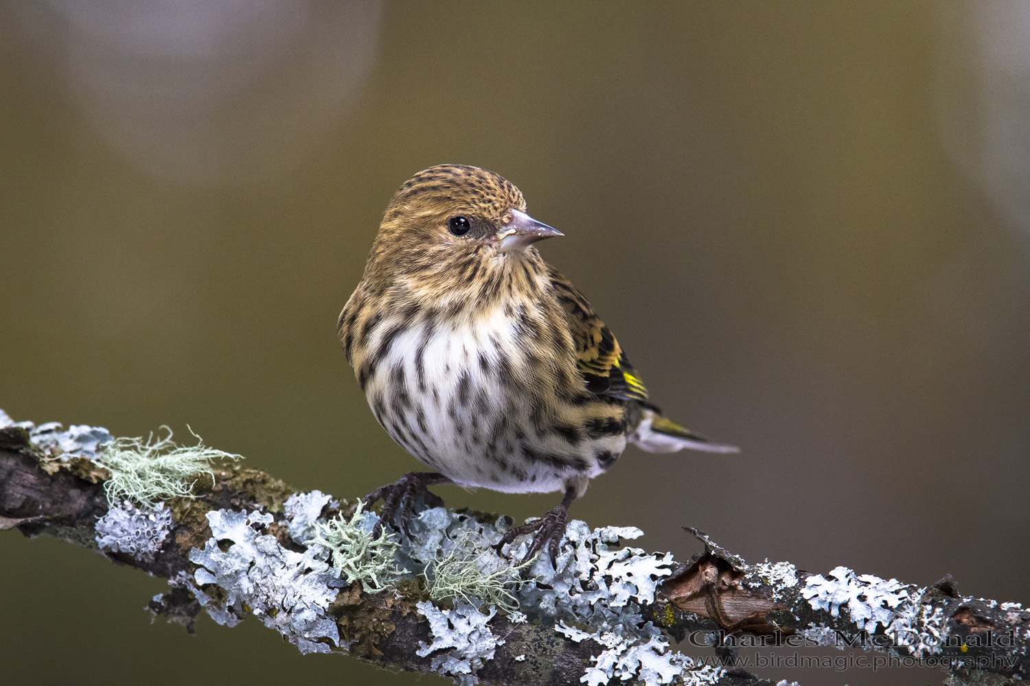 Pine Siskin