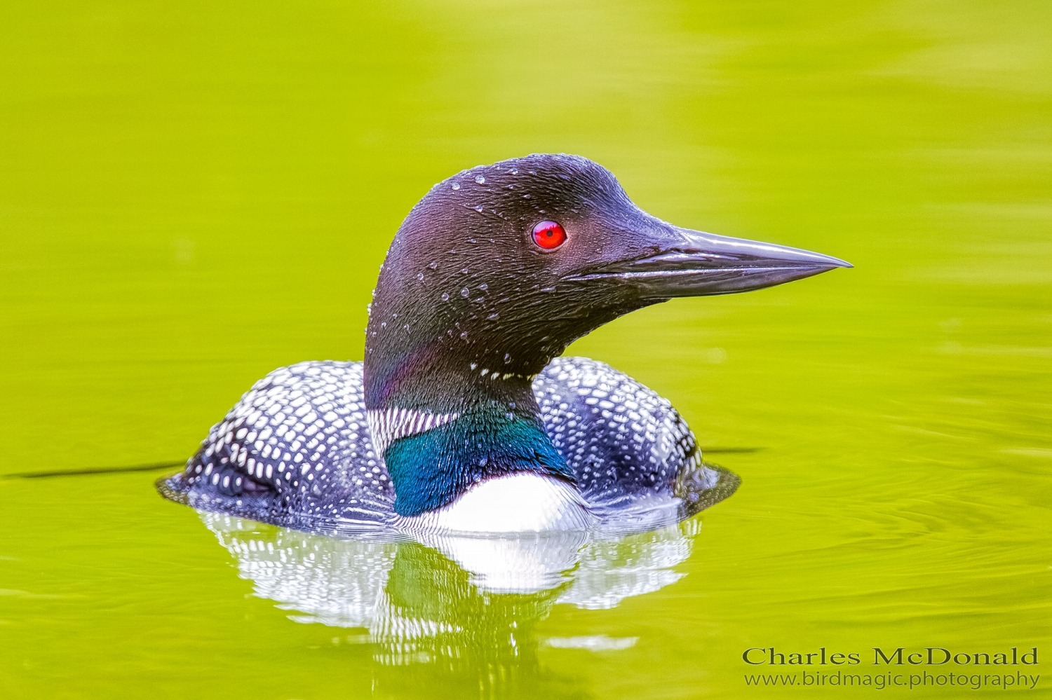 Common Loon