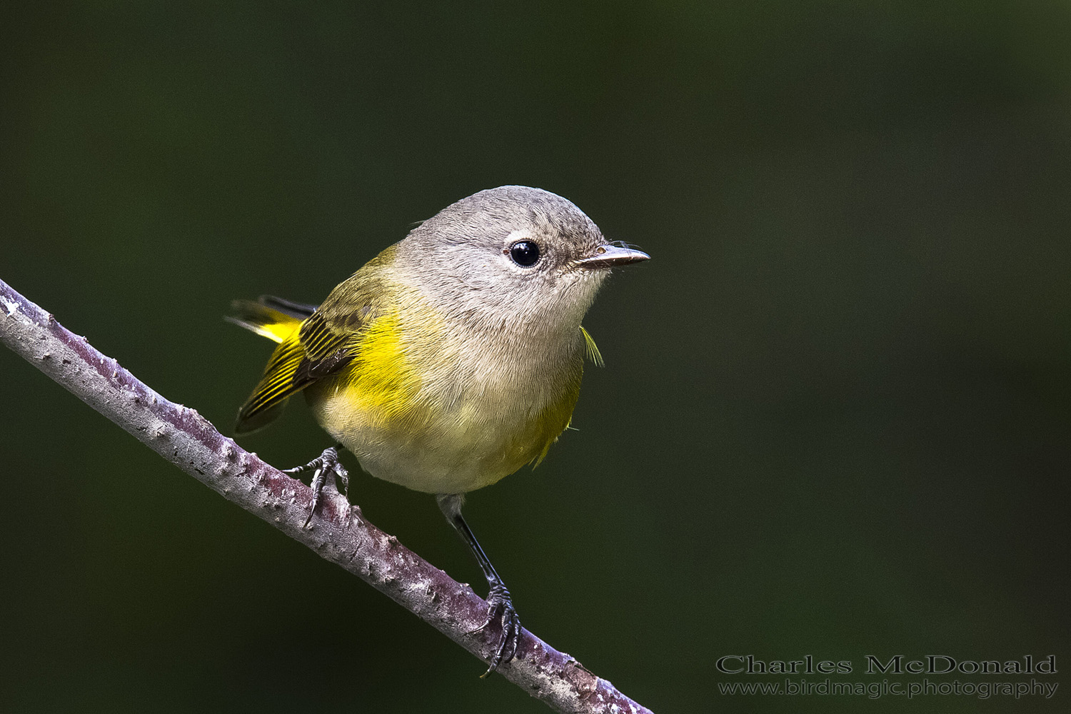 American Redstart