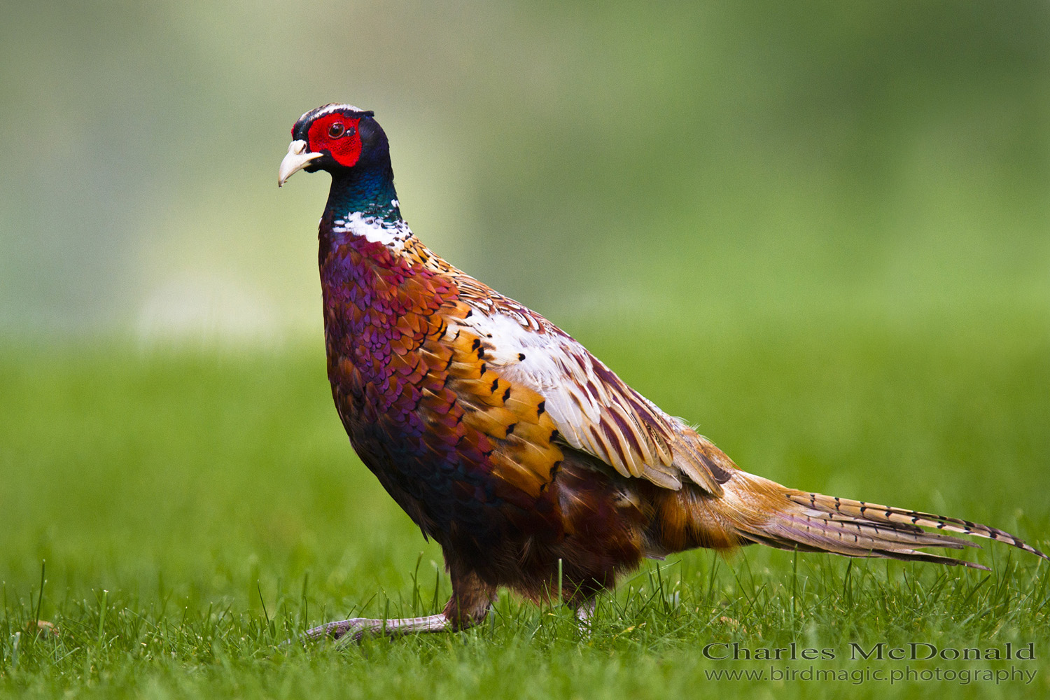 Ring-necked Pheasant