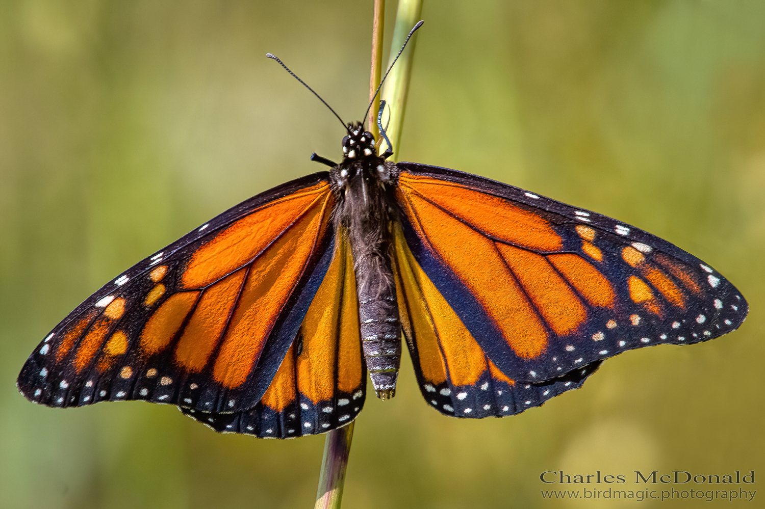 Monarch butterfly