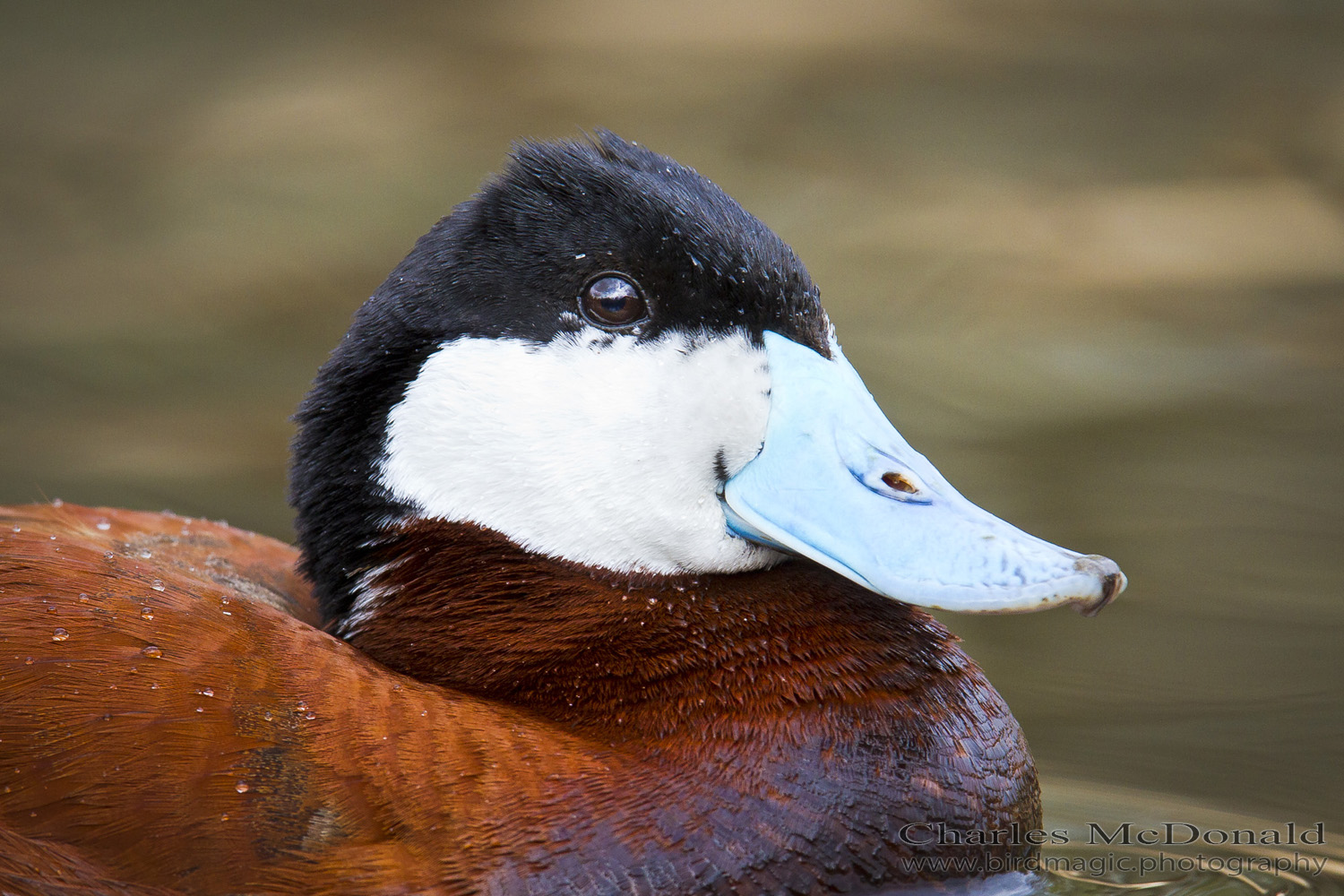 Ruddy Duck