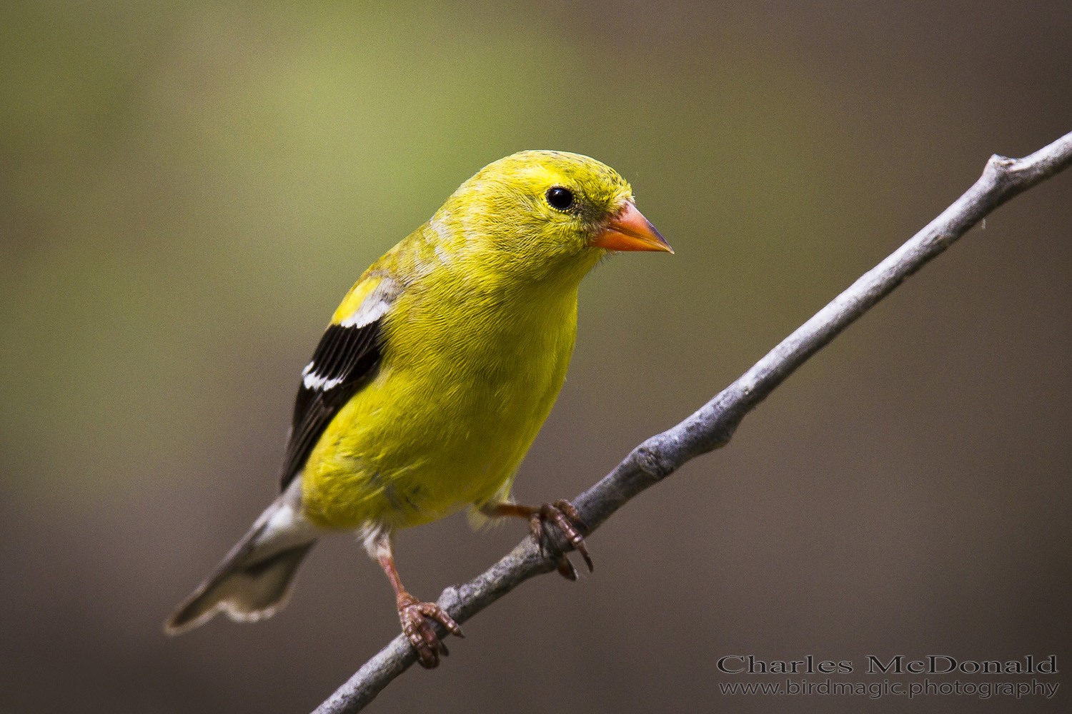 American Goldfinch