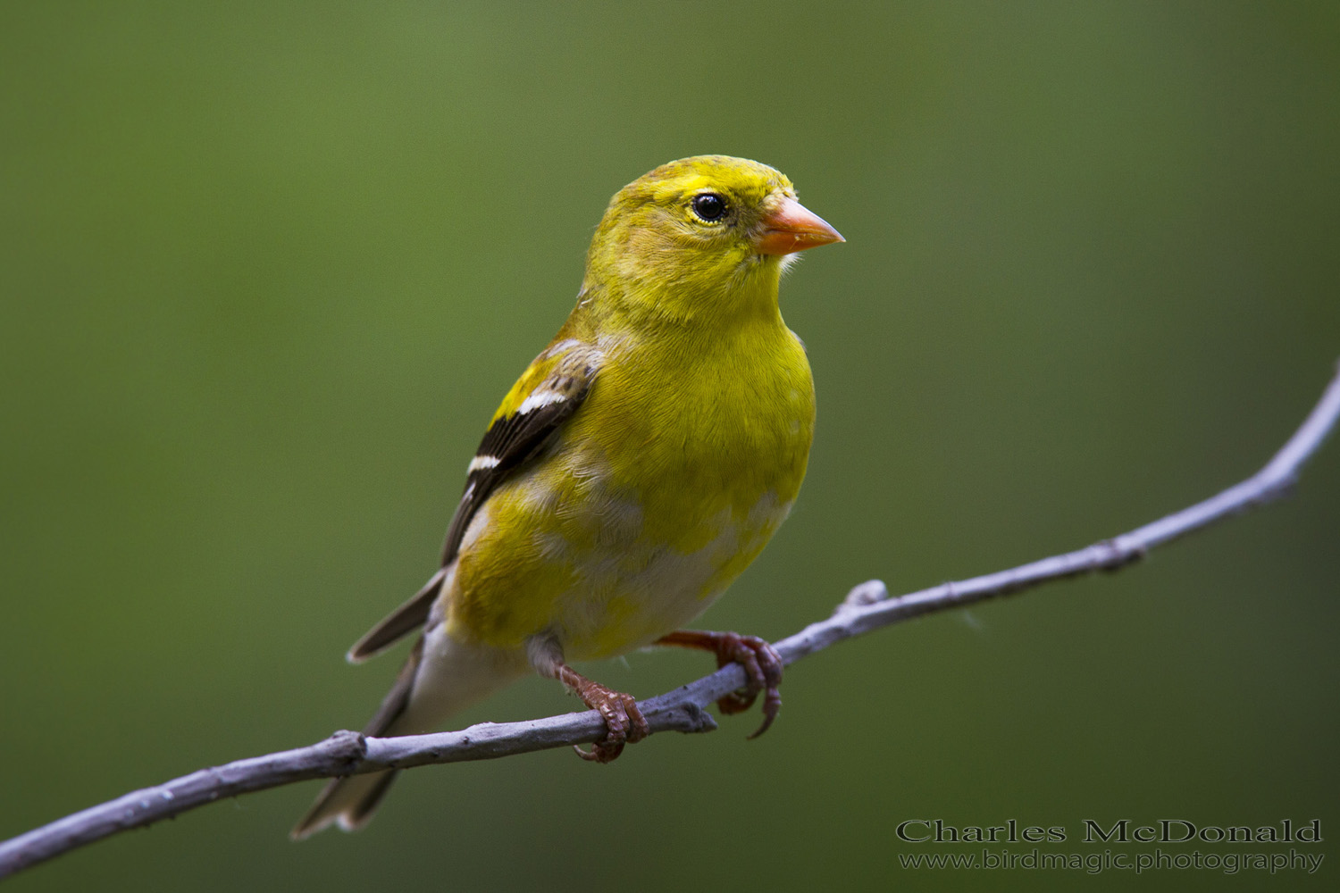 American Goldfinch