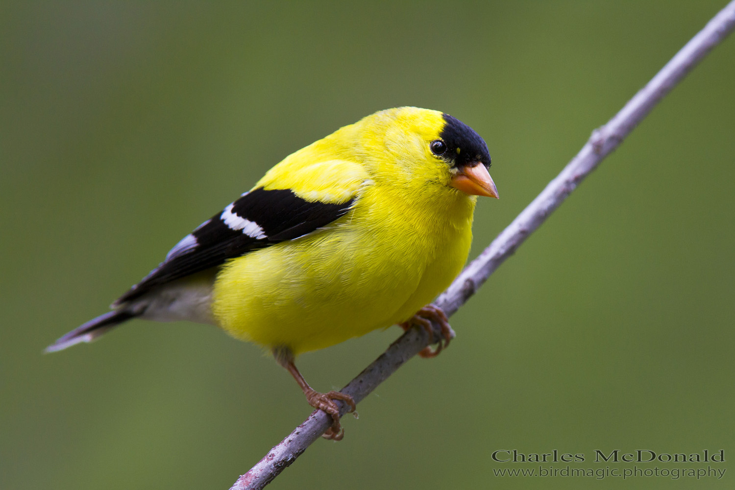 American Goldfinch