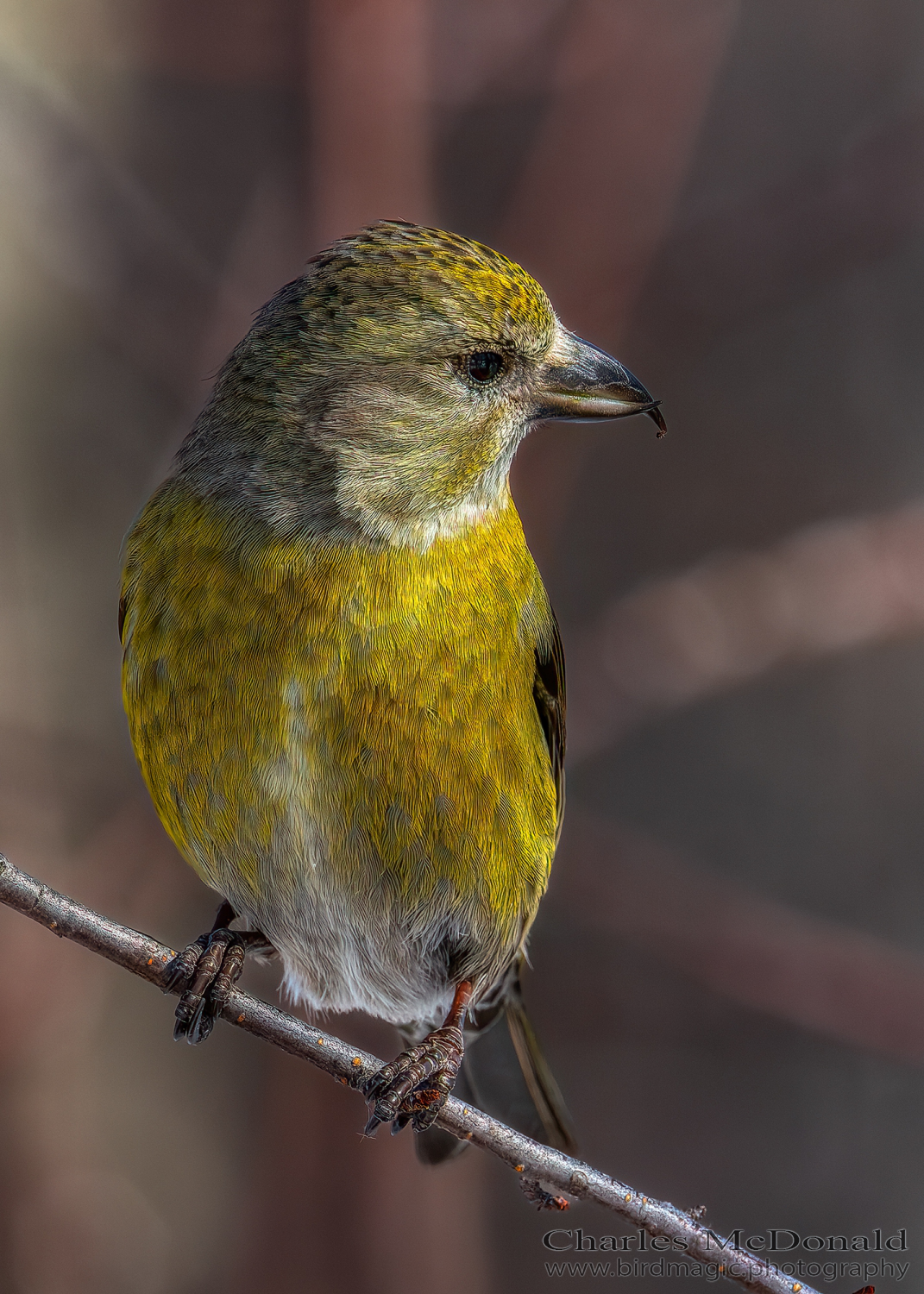 Red Crossbill