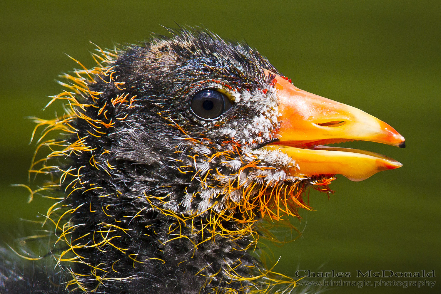 American Coot