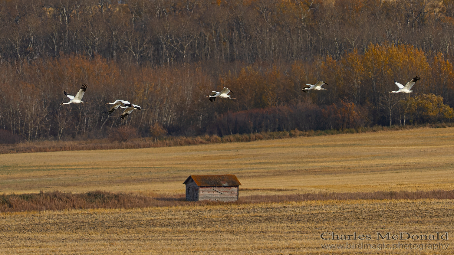 Whooping Crane