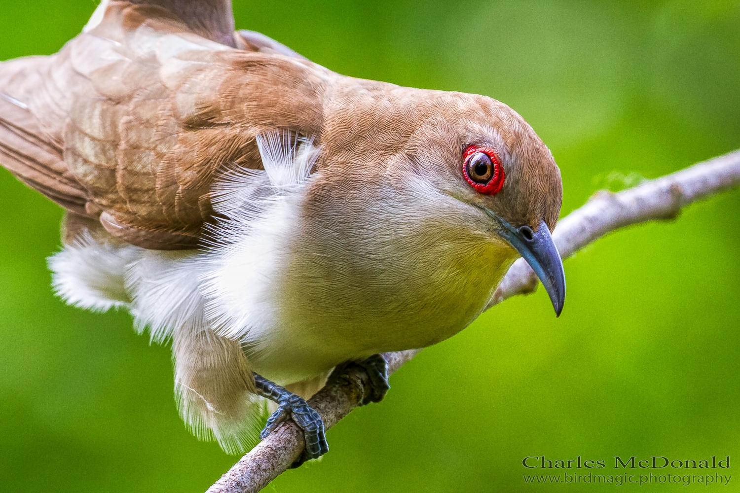 Black-billed Cuckoo