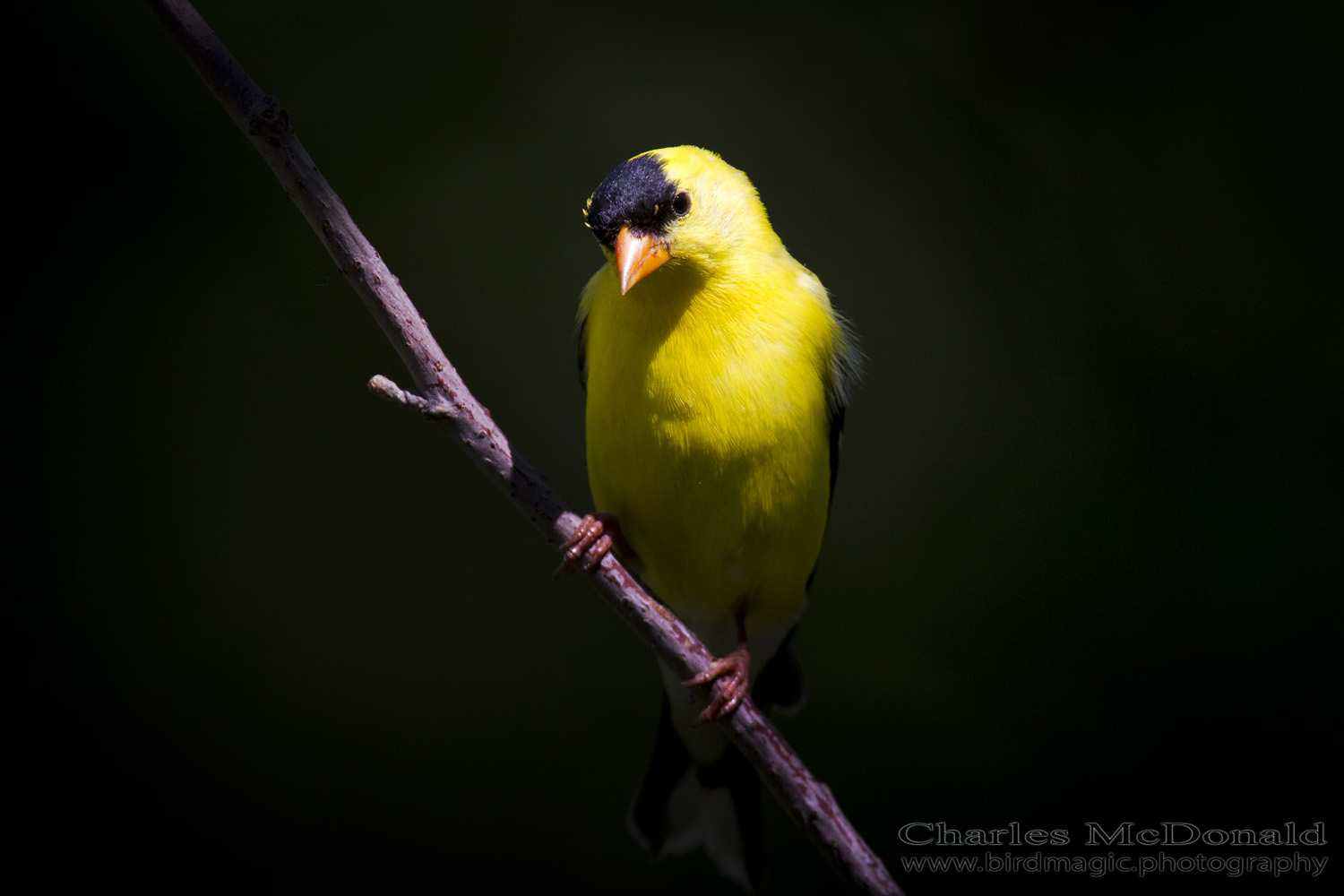 American Goldfinch