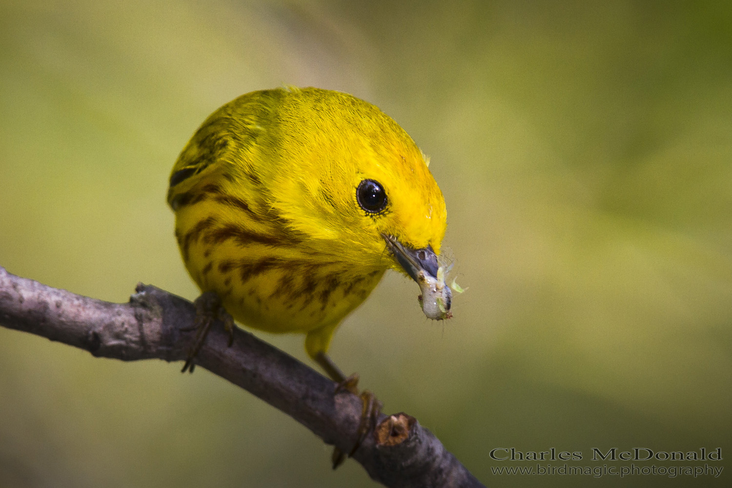 Yellow Warbler