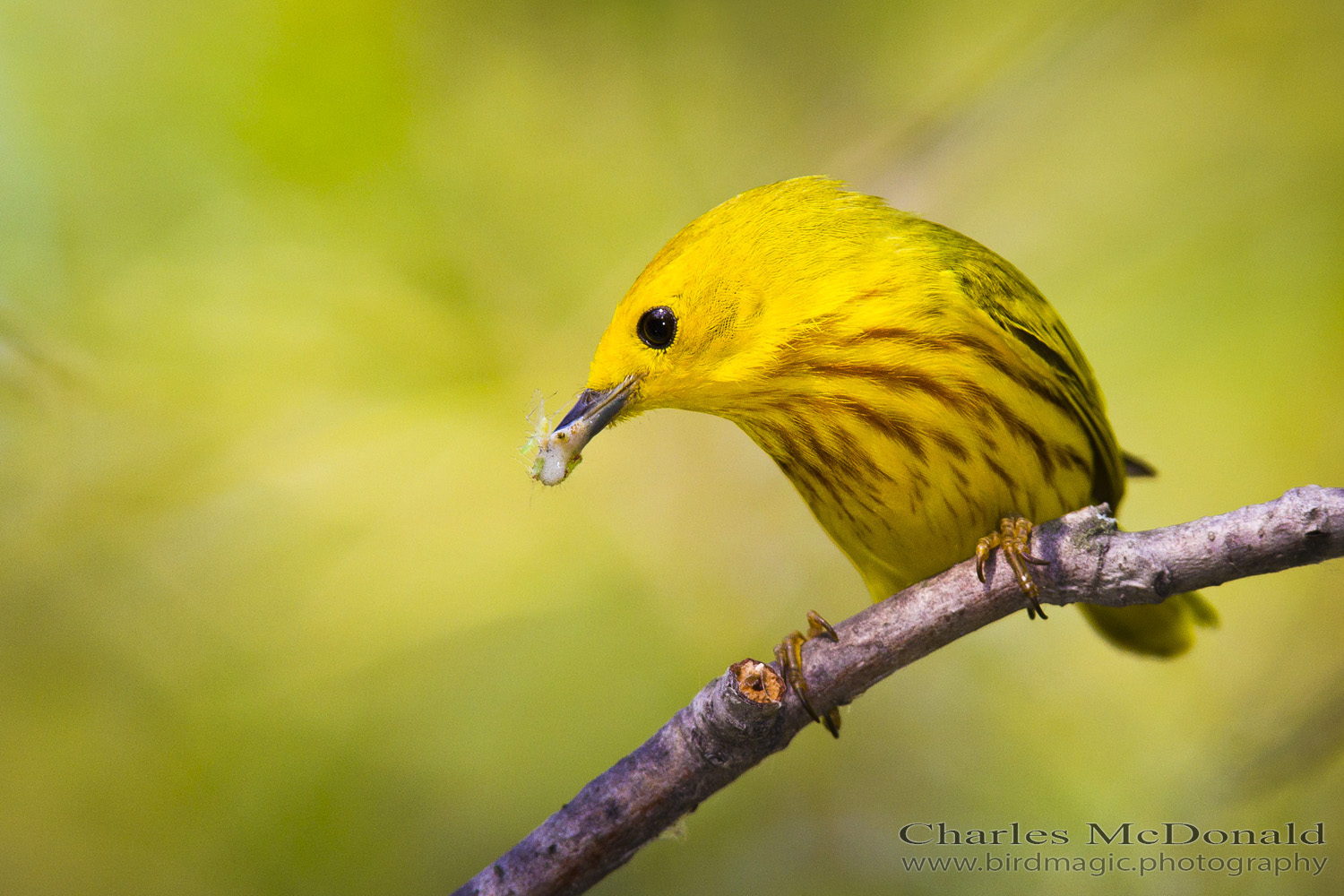 Yellow Warbler