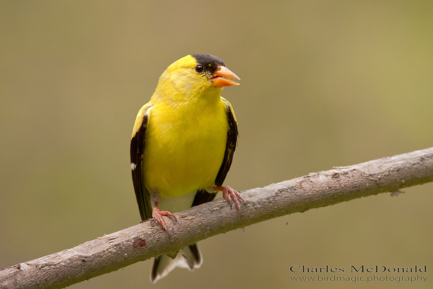 American Goldfinch