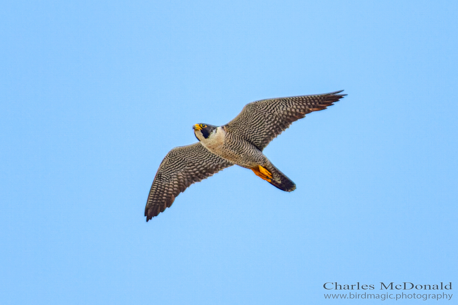 Peregrine Falcon