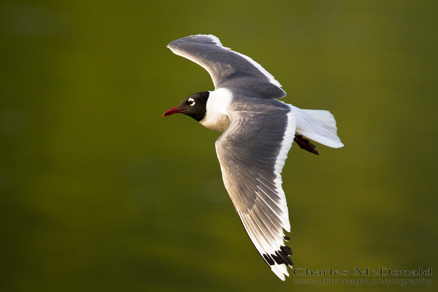 Franklin's Gull