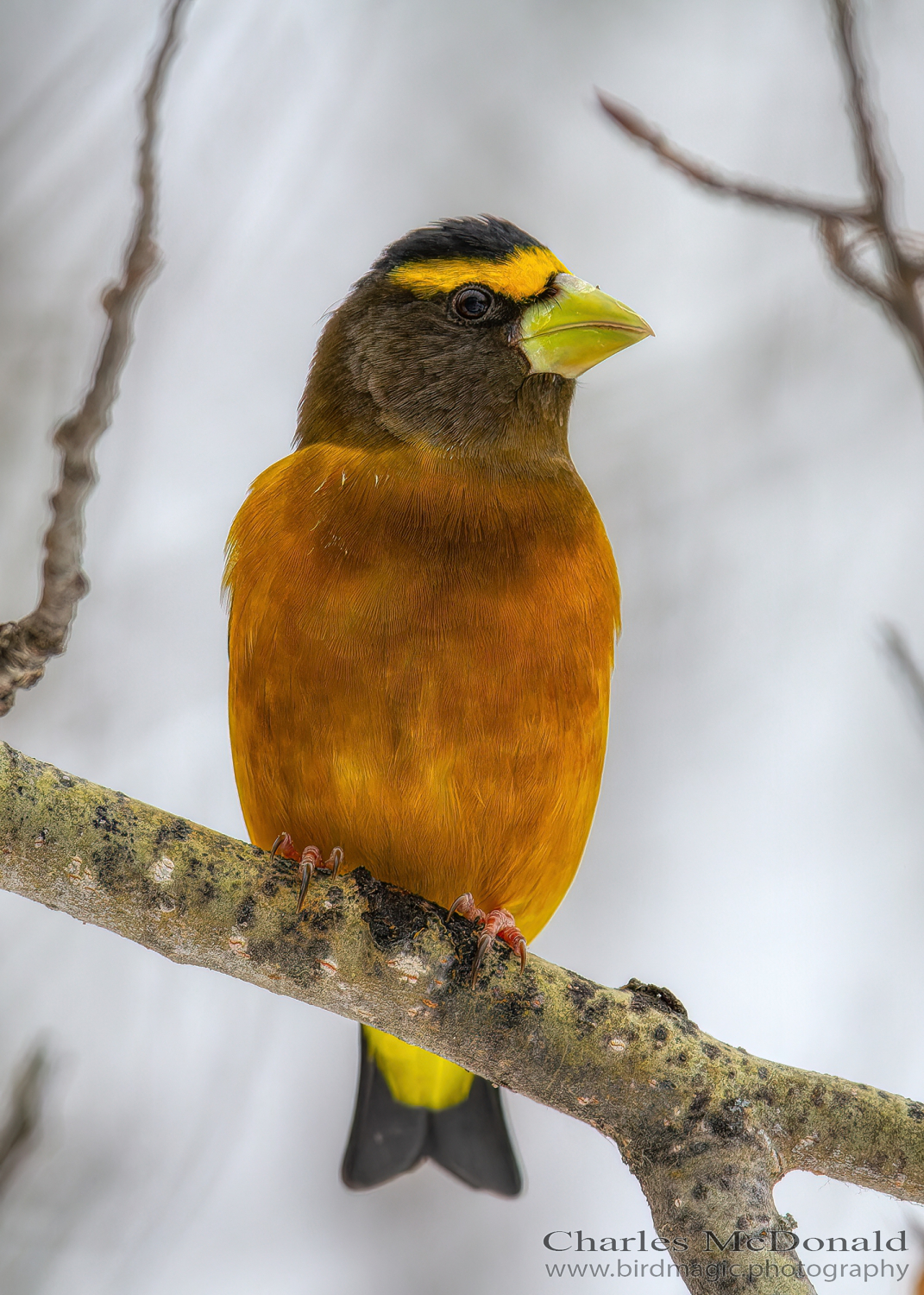 Evening Grosbeak