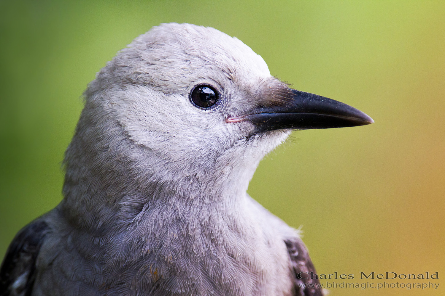 Clark's Nutcracker