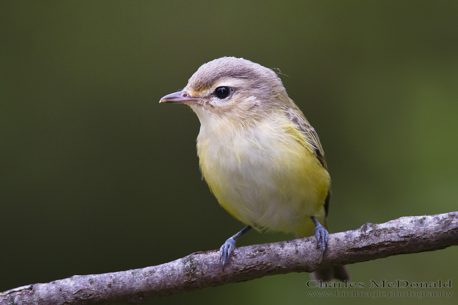 Warbling Vireo