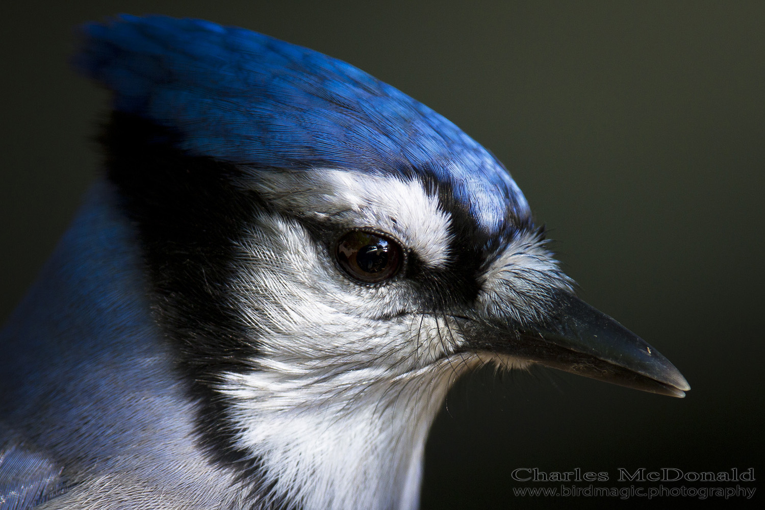 Blue Jay