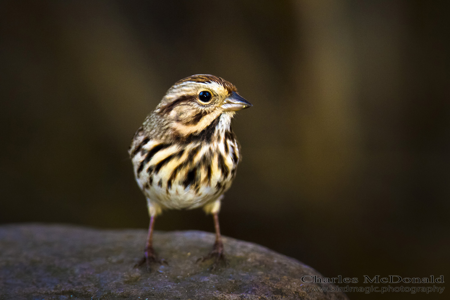 Song Sparrow