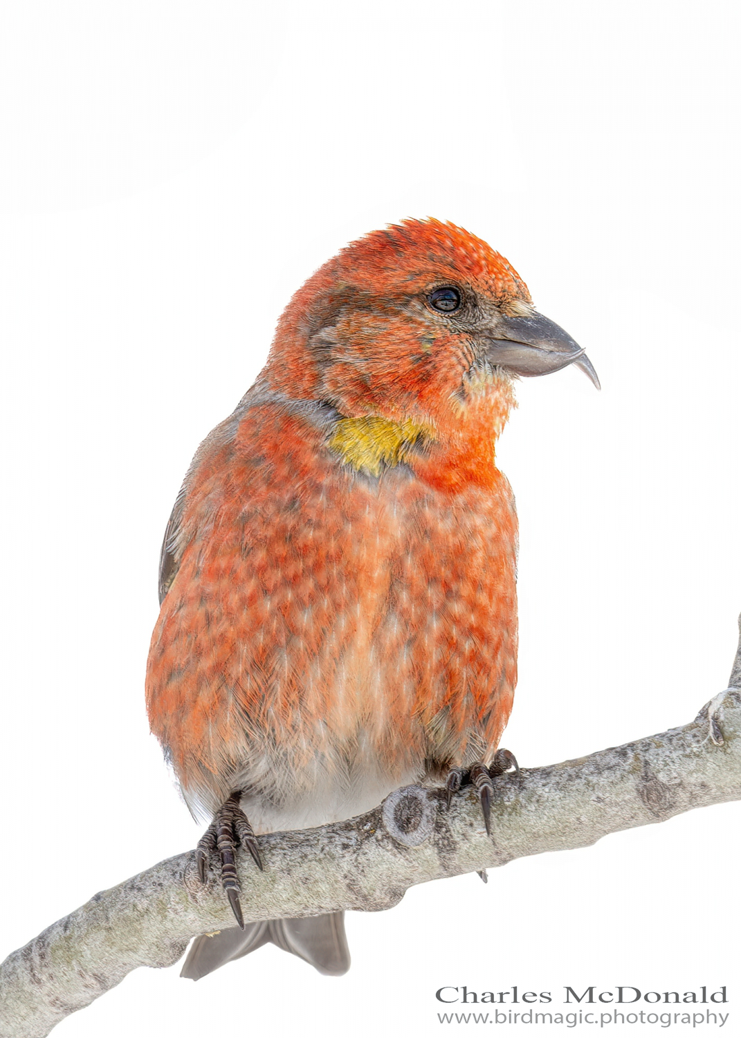 Red Crossbill