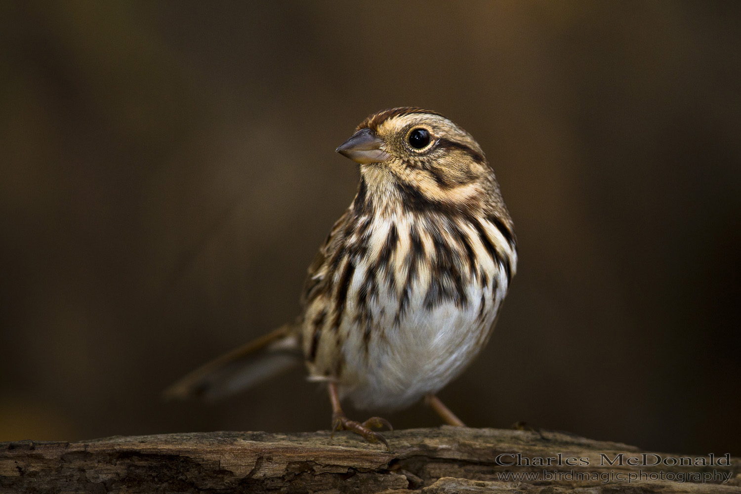 Song Sparrow