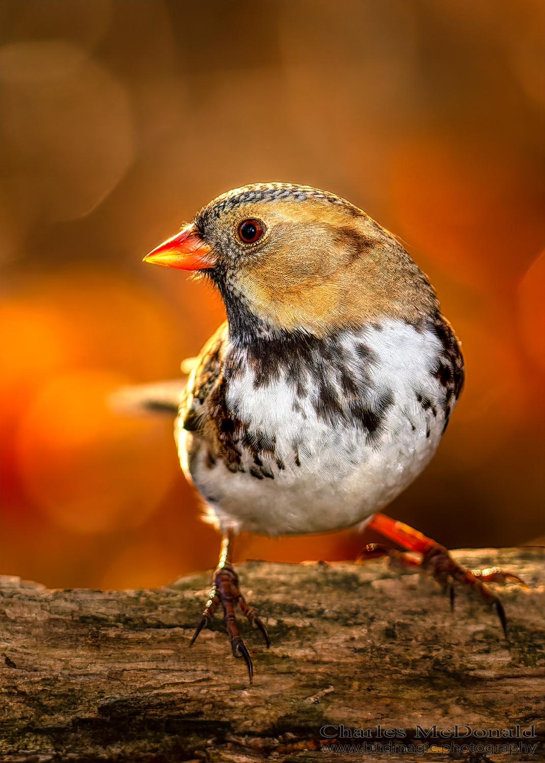 Harris's Sparrow