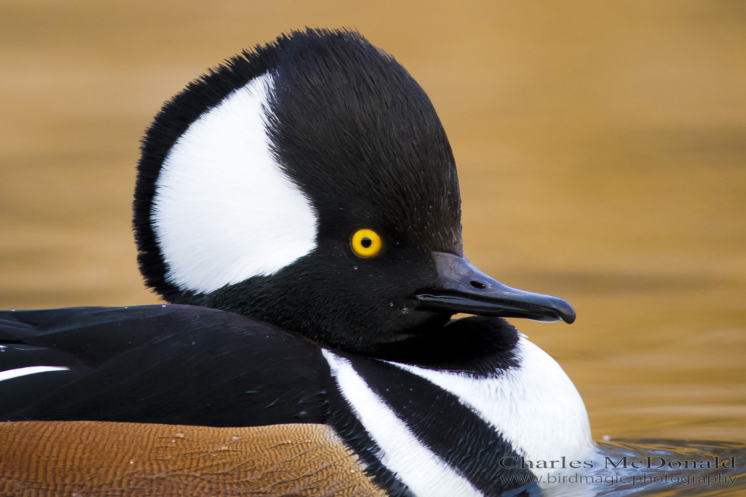 Hooded Merganser