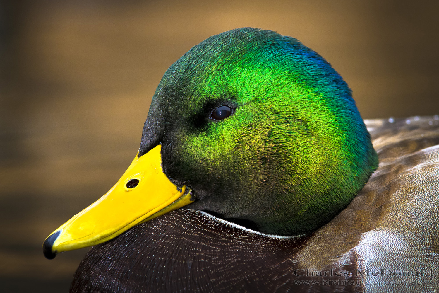 Mallard