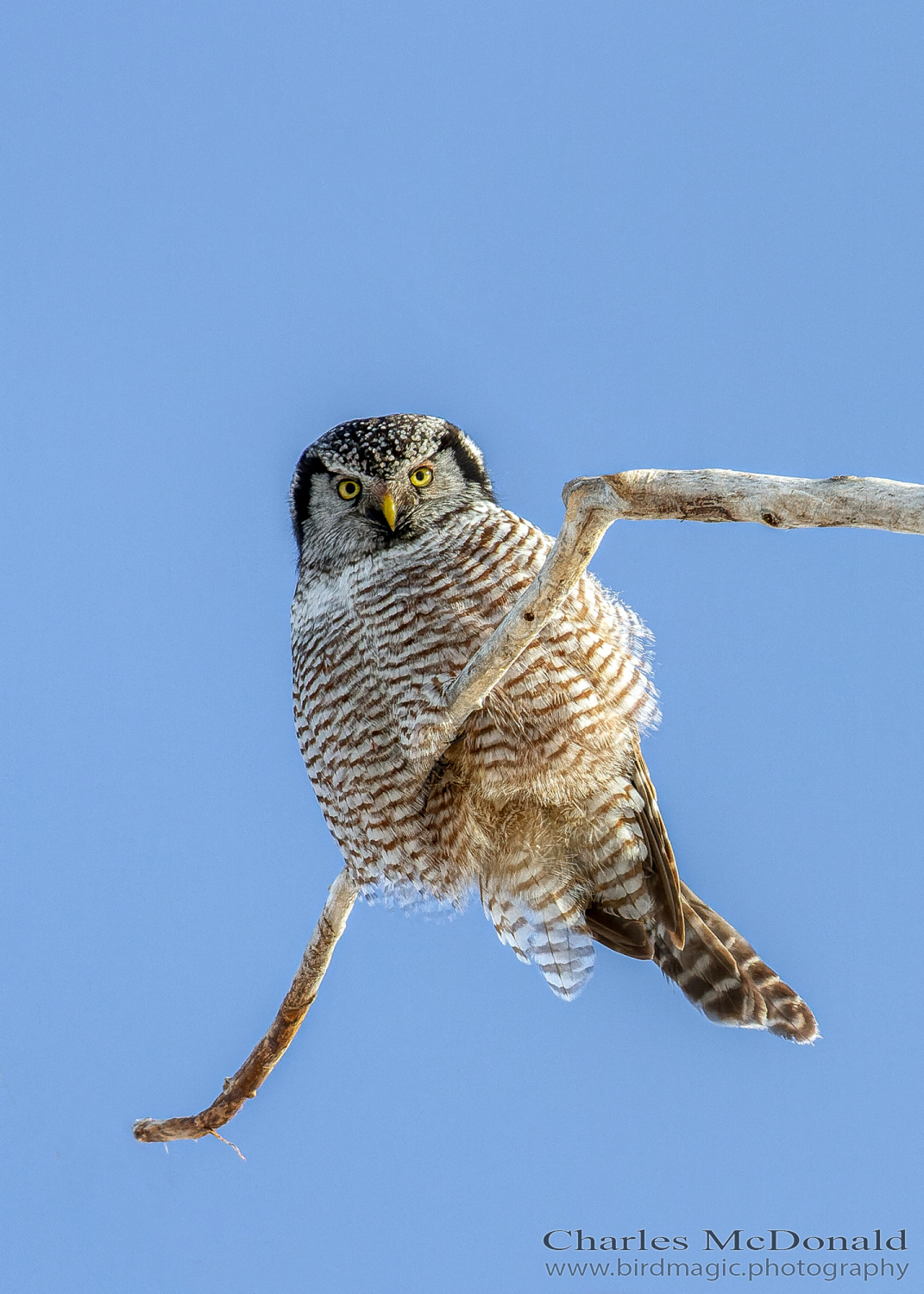 Northern Hawk Owl