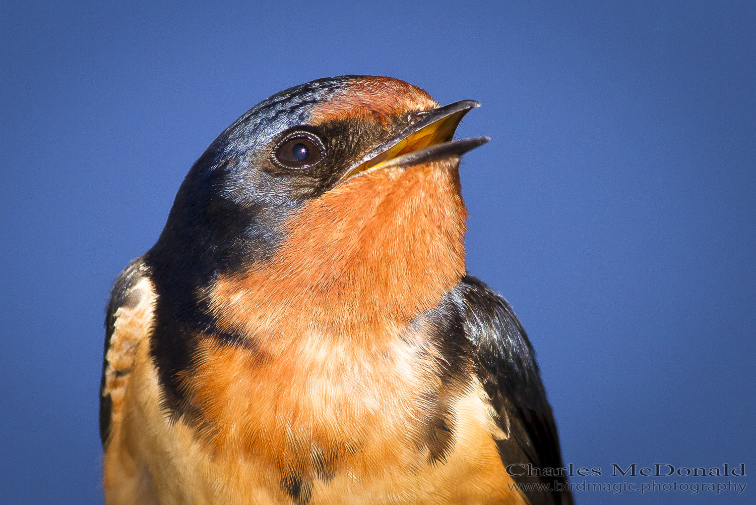 Barn Swallow