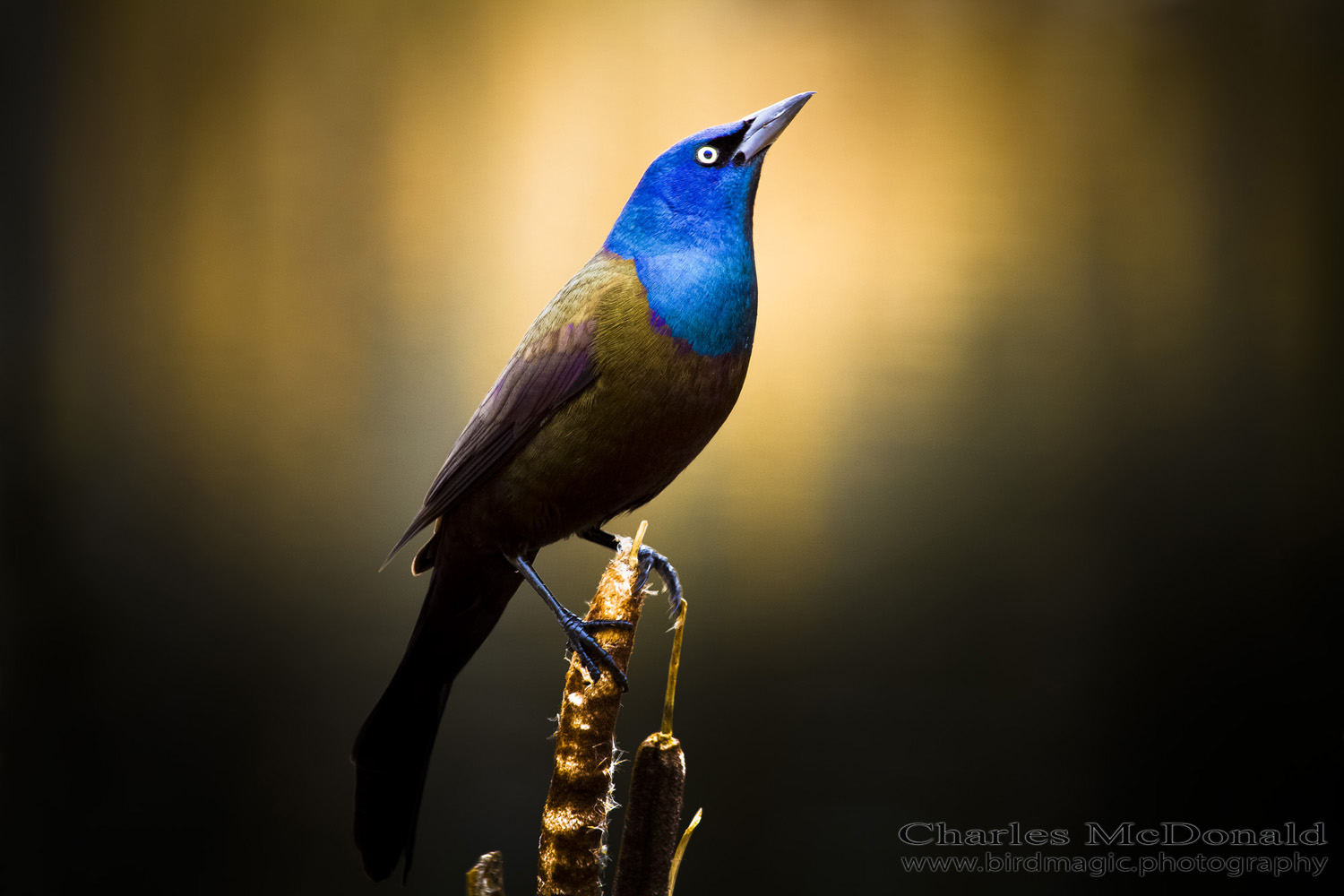 Common Grackle