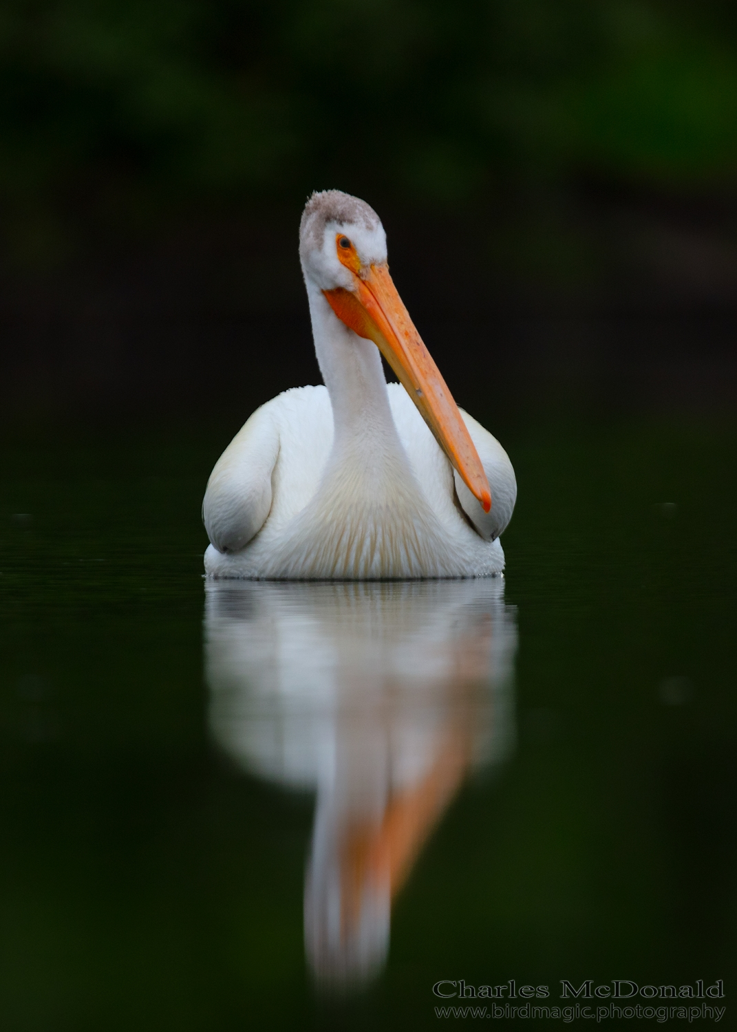 American White Pelican