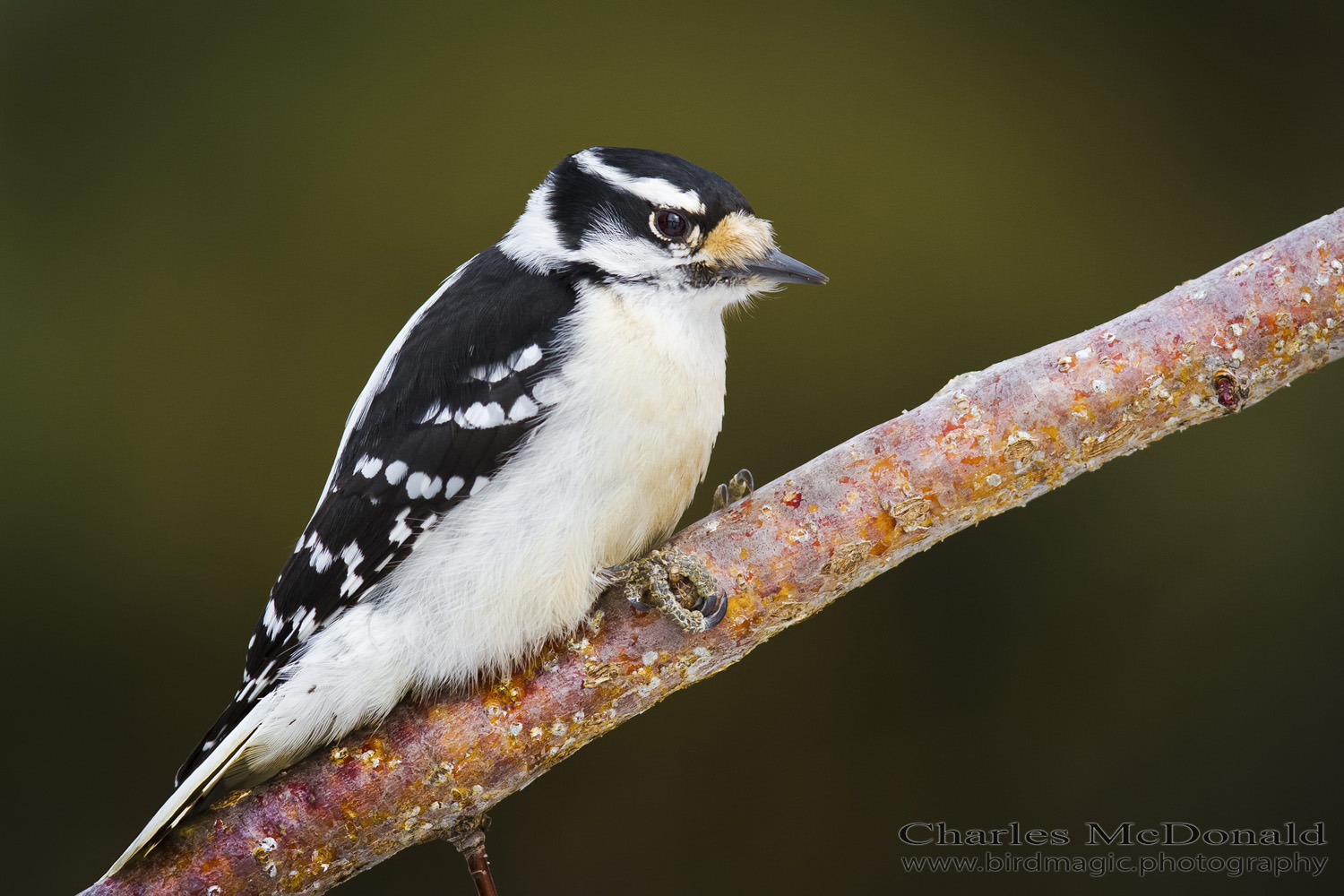 Downy Woodpecker