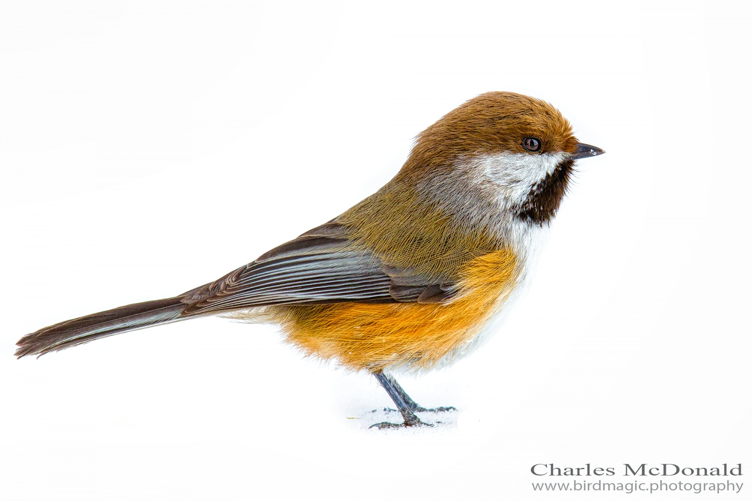 Boreal Chickadee