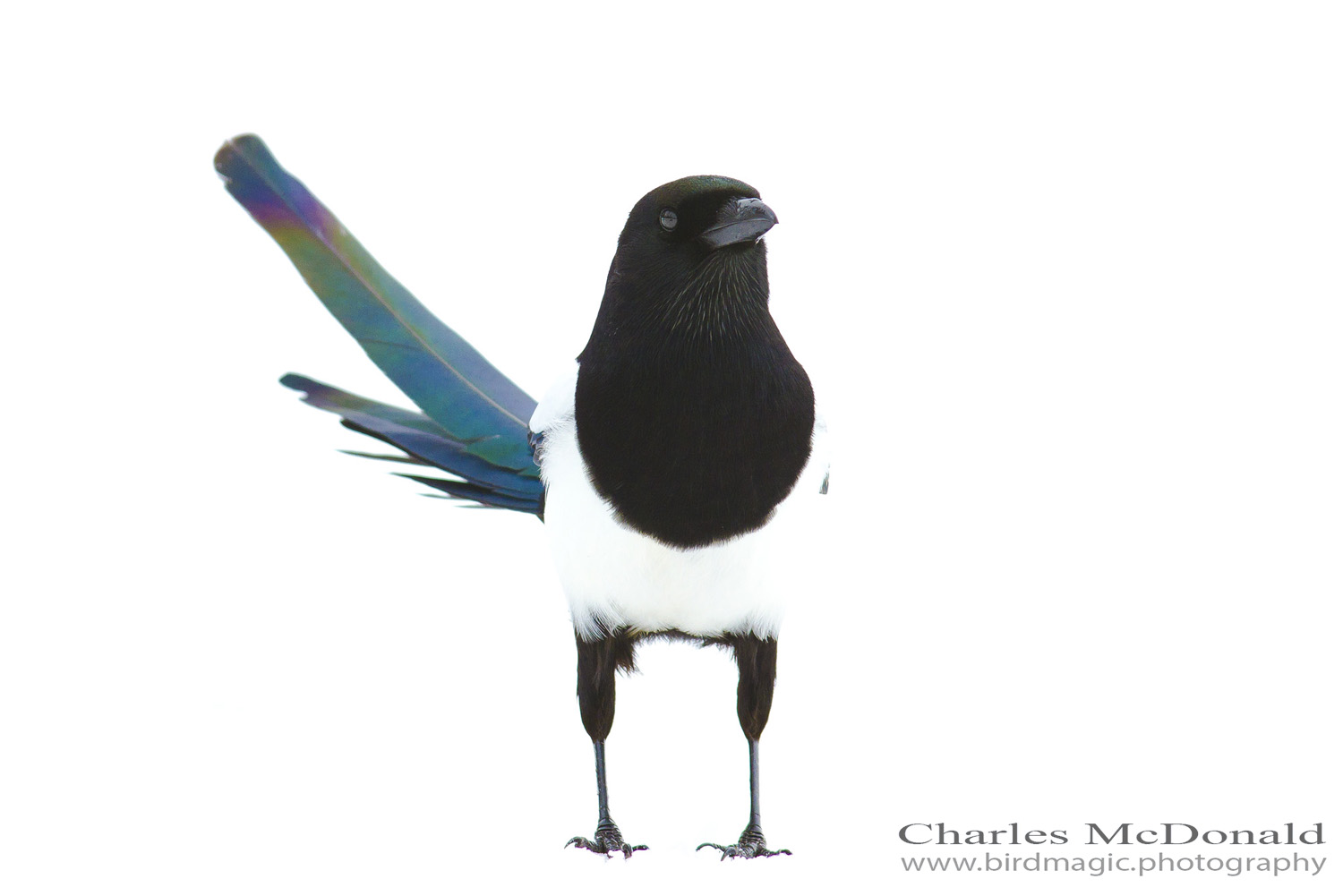 Black-billed Magpie