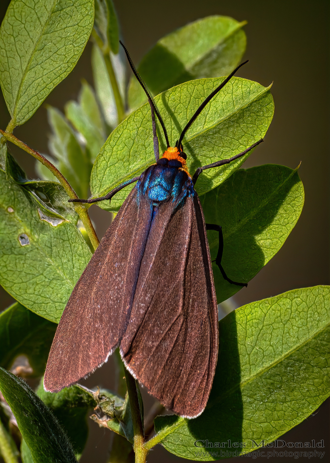 Virginia ctenucha