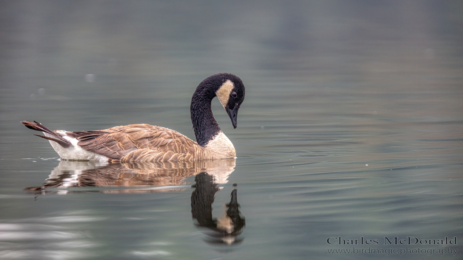 Canada Goose