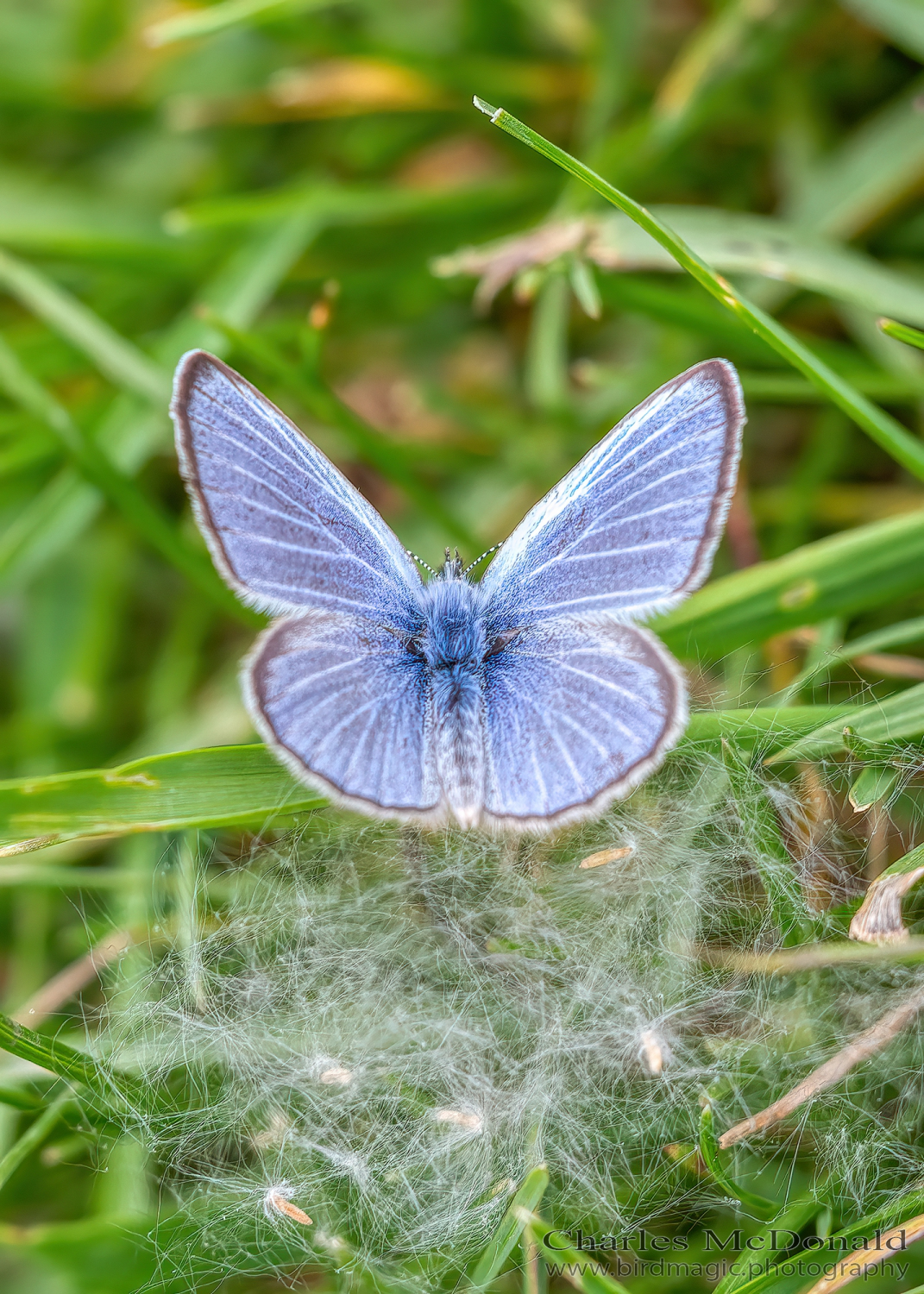 common blue