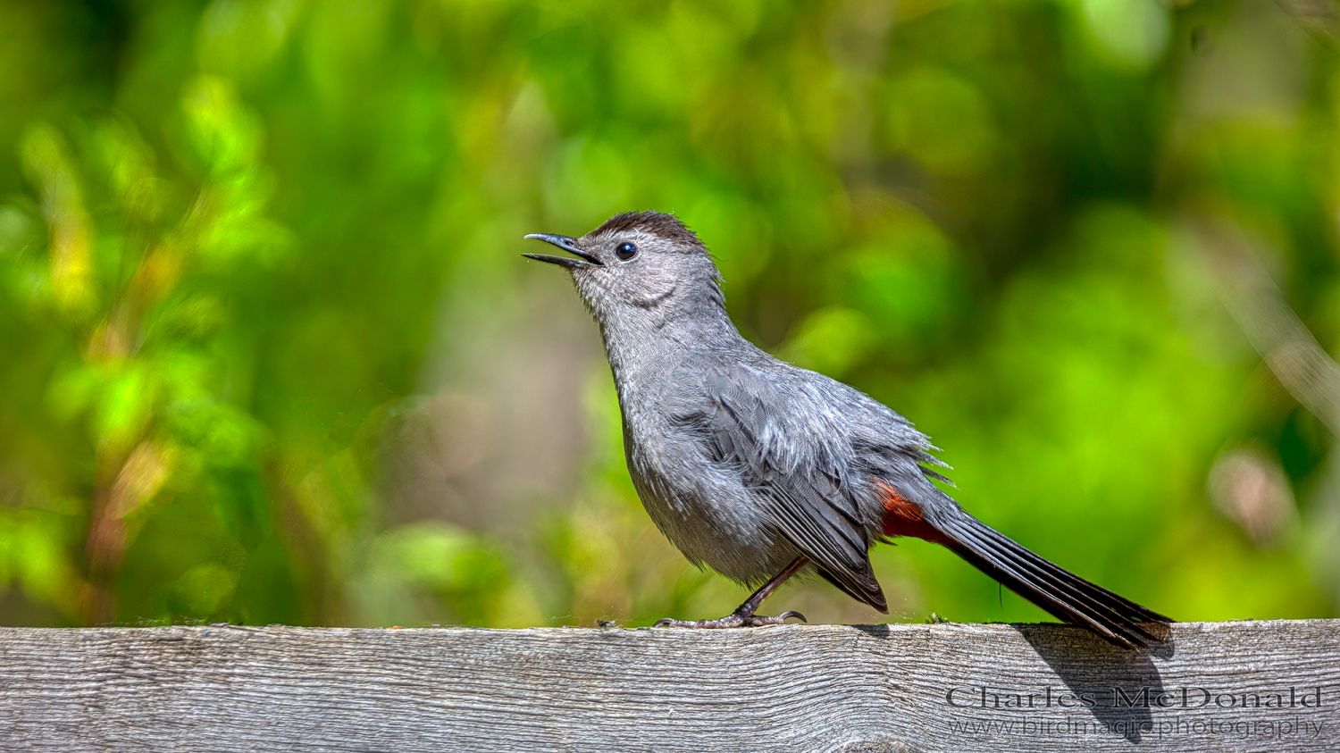 Gray Catbird