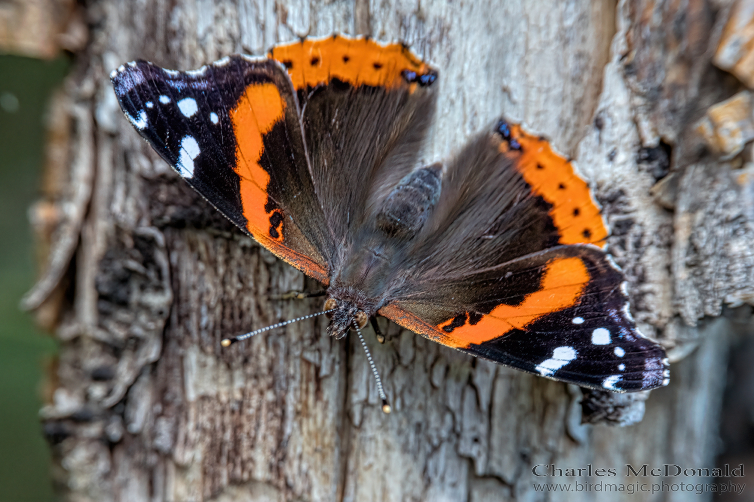 Red admiral