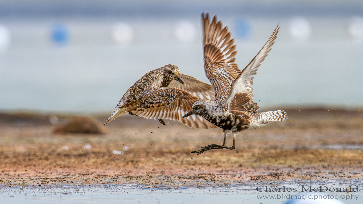 Black-bellied Plover