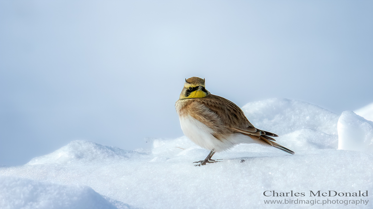 Horned Lark