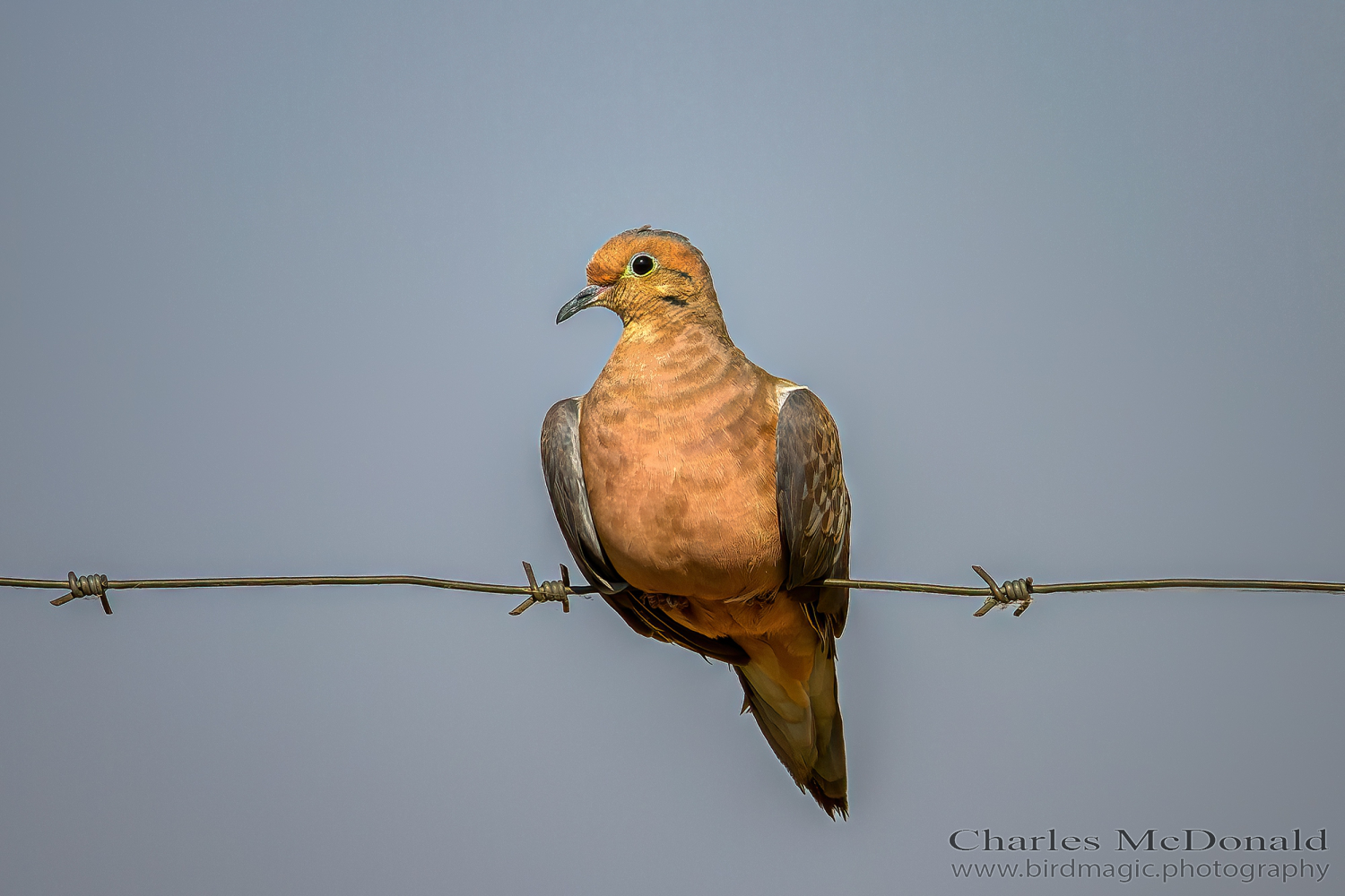 Mourning Dove