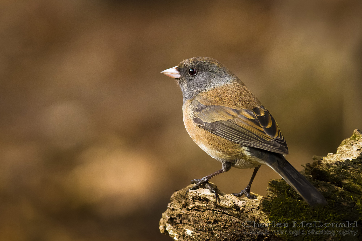 Dark-eyed Junco