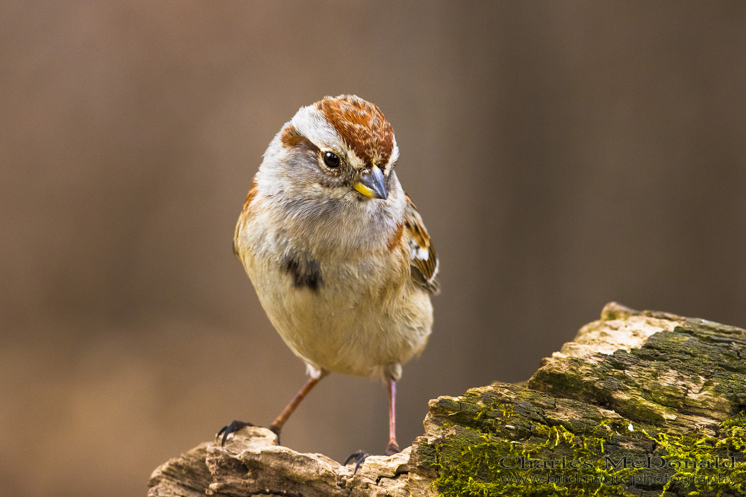 American Tree Sparrow