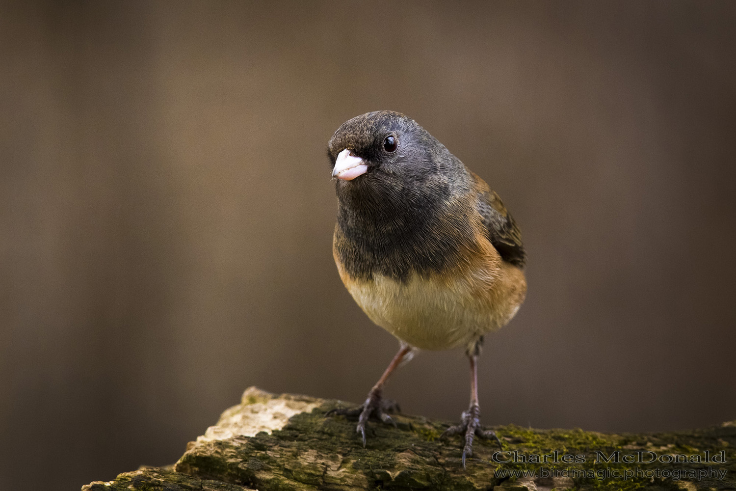 Dark-eyed Junco